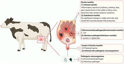 Alternatives to antibiotics for treatment of mastitis in dairy cows